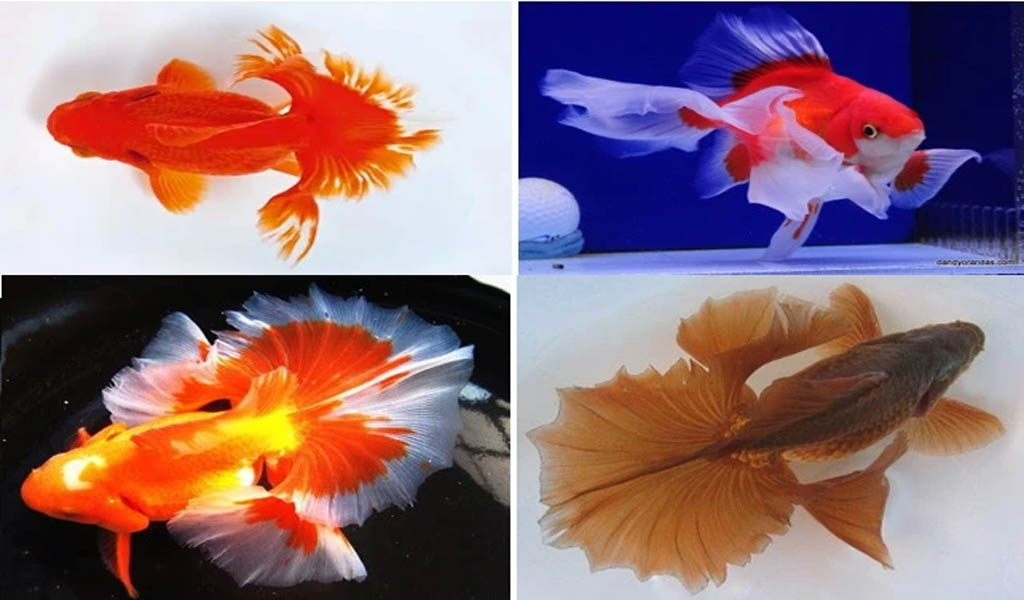 200 MODEL CÁ TỔNG HỢP